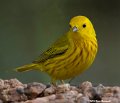 _B248249 yellow warbler